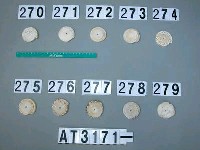 藏品(芋螺貝)的圖片